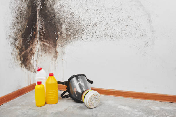 Best Attic Mold Removal  in East Griffin, GA