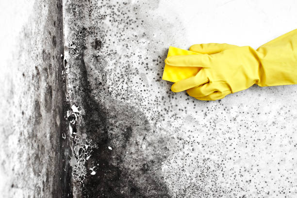 Best Toxic Mold Removal  in East Griffin, GA
