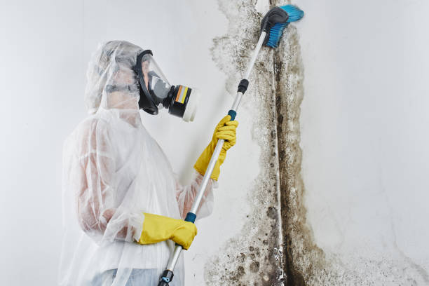 Best Affordable Mold Removal  in East Griffin, GA
