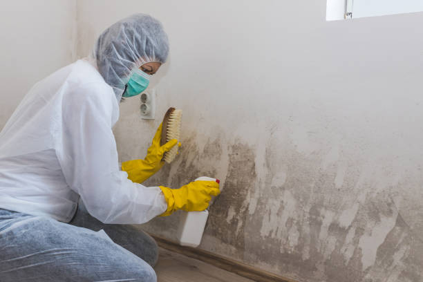 Best Same-Day Mold Removal  in East Griffin, GA