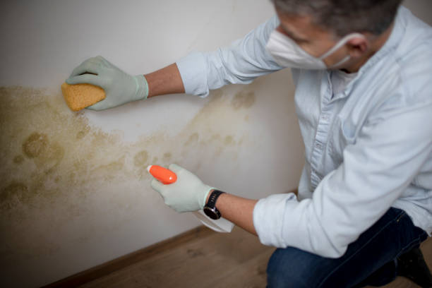 Mold Testing and Removal in East Griffin, GA