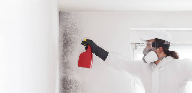 Best Same-Day Mold Removal  in East Griffin, GA