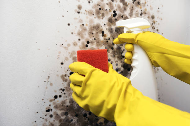 Best Mold Remediation  in East Griffin, GA