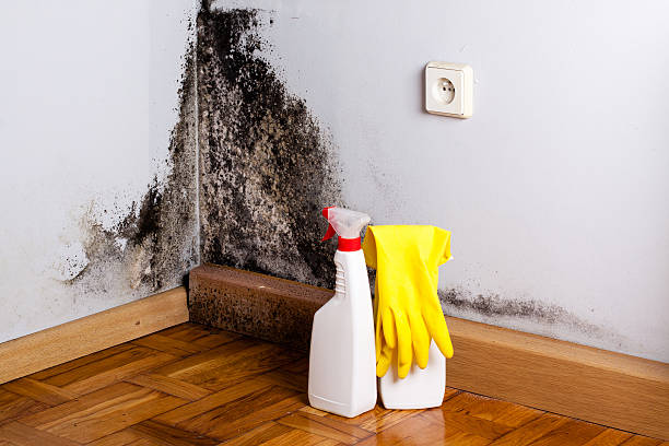 Best Local Mold Removal Service  in East Griffin, GA
